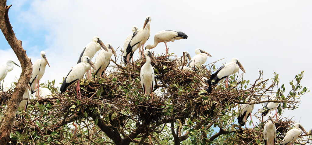 birding_2