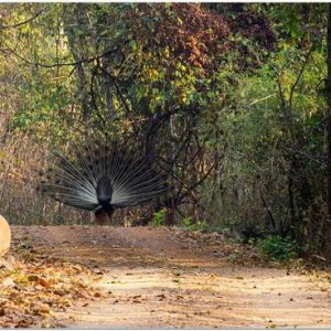 debrigarh-wildlife-sanctuary