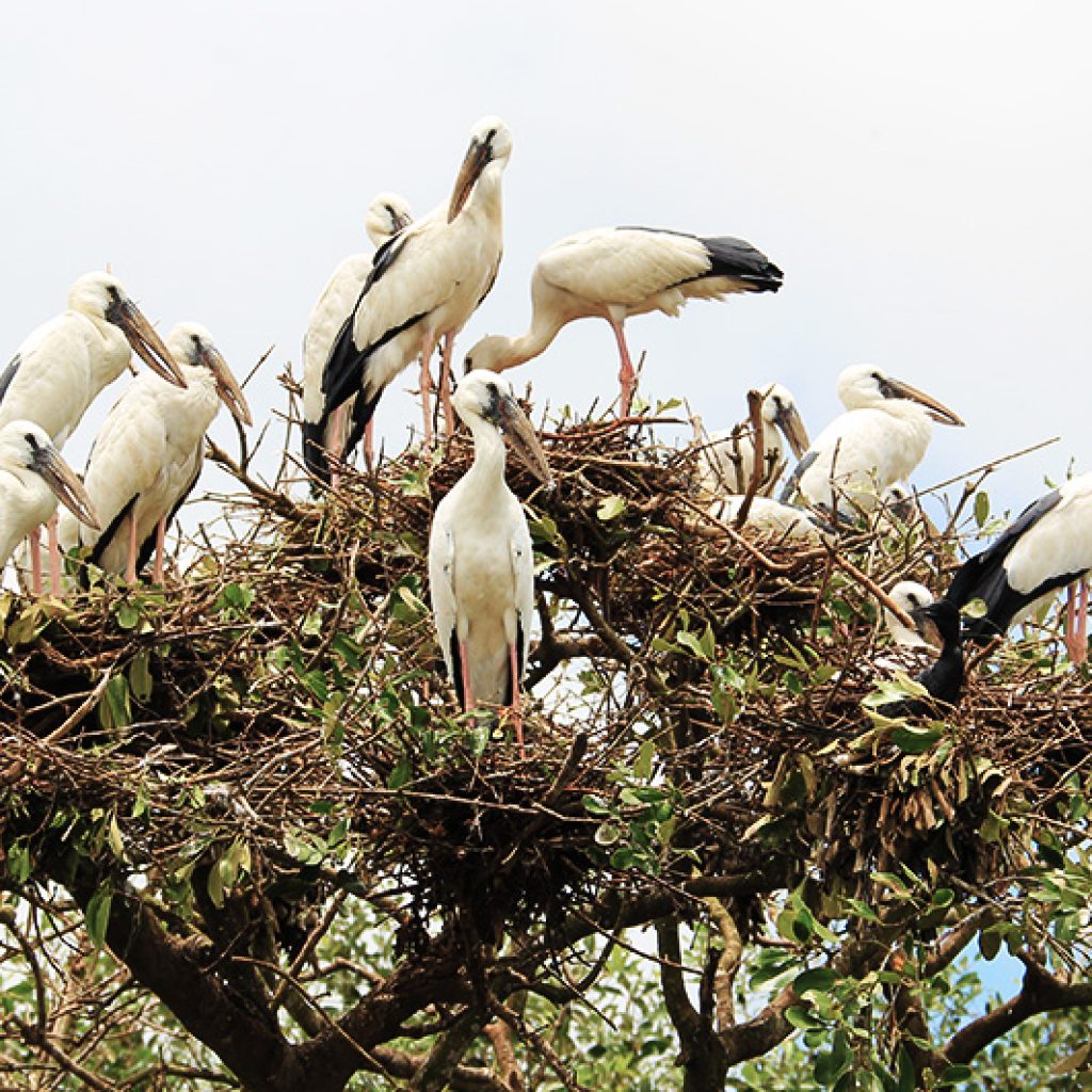 birding_2